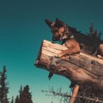 Can You Transport Dogs on Trains check specific regulations with the train company before traveling with pets