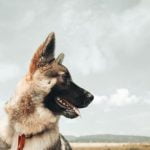 ensuring precision training and top-notch performance