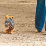 How to Train Narcotics Detection Dog Step-by-step guide on How to Train Narcotics Detection Dog for effective law enforcement use