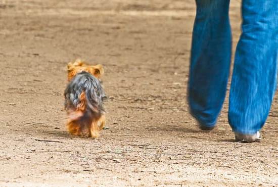 Step-by-step guide on How to Train Narcotics Detection Dog for effective law enforcement use