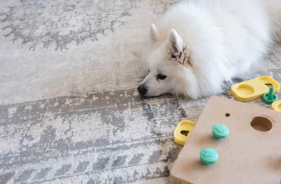 How to train dog to sniff out drugs effectively