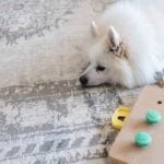How to Become a Dog Trainer for Police essential skills and training programs