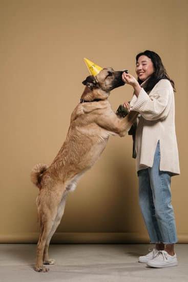 Step-by-step guide on how to train a kitten like a dog using positive reinforcement