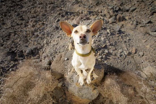 Step-by-step guide on how to train your dog to not pull while walking on a leash