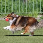 How to Train a Dog to Give You Their Paw Step-by-step guide on how to train a dog to give you their paw