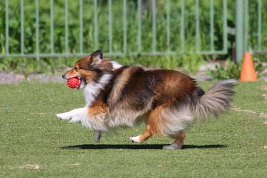 How to Train a Dog to Give You Their Paw 1 Step-by-step guide on how to train a dog to give you their paw