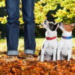 How to Train a Dog to Walk Without a Leash Step-by-step guide on how to train a dog to walk without a leash