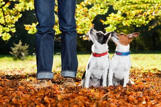 How to Train a Dog to Walk Without a Leash 1 Step-by-step guide on how to train a dog to walk without a leash