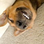 Positive reinforcement training methods