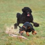 Proven techniques for successful and harmonious interspecies training