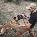 How to Train a Destructive Disobedient Dog Step-by-step guide on how to train a destructive disobedient dog using positive reinforcement techniques