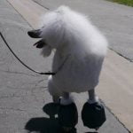 How to Train an Old Dog Not to Run Away How to train an old dog not to run away