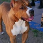 Is 7 months too old to train a dog It's never too late to start