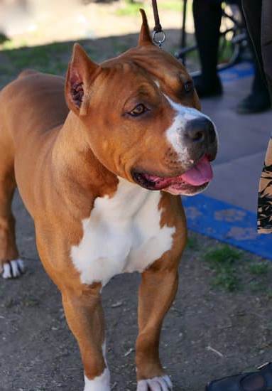 Is 7 Months Too Old to Train a Dog 1 Is 7 months too old to train a dog It's never too late to start