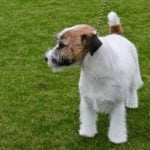 How to Train a Basset Hound Dog Positive Reinforcement Techniques for Obedience and Behavior Training