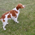 How Do You Train a Dog to Shake Step-by-step guide on how to train a dog to shake paws