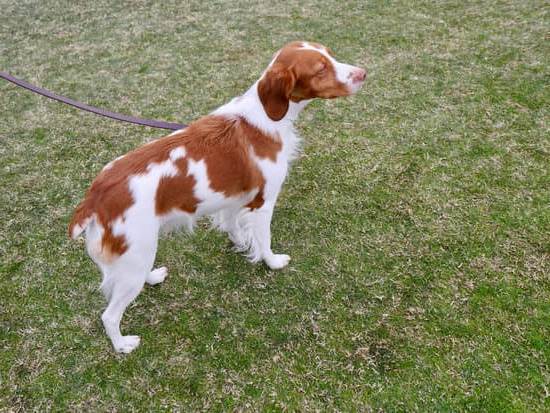 How Do You Train a Dog to Shake 1 Step-by-step guide on how to train a dog to shake paws