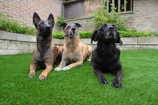 Step-by-step guide on how to train basic dog commands for obedience and control