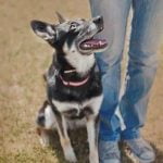 How to Train an Older Dog to Be Obedient Step-by-step guide on how to train an older dog to be obedient using positive reinforcement