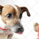Why Dogs Pee in the House When Potty Trained behavioral issues