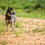 Can an Older Dog Be Potty Trained Tips for Teaching Can An Older Dog Be Potty Trained