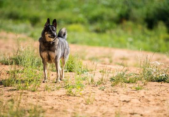 Tips for Teaching Can An Older Dog Be Potty Trained