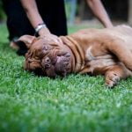 How to Train a Dog to Show Stand Step-by-step guide on how to train a dog to show stand command