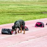 Image of dog training session, demonstrating how to teach a dog to howl
