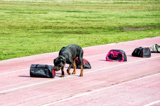 Image of dog training session, demonstrating how to teach a dog to howl
