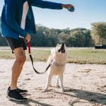 step-by-step guide for pet owners