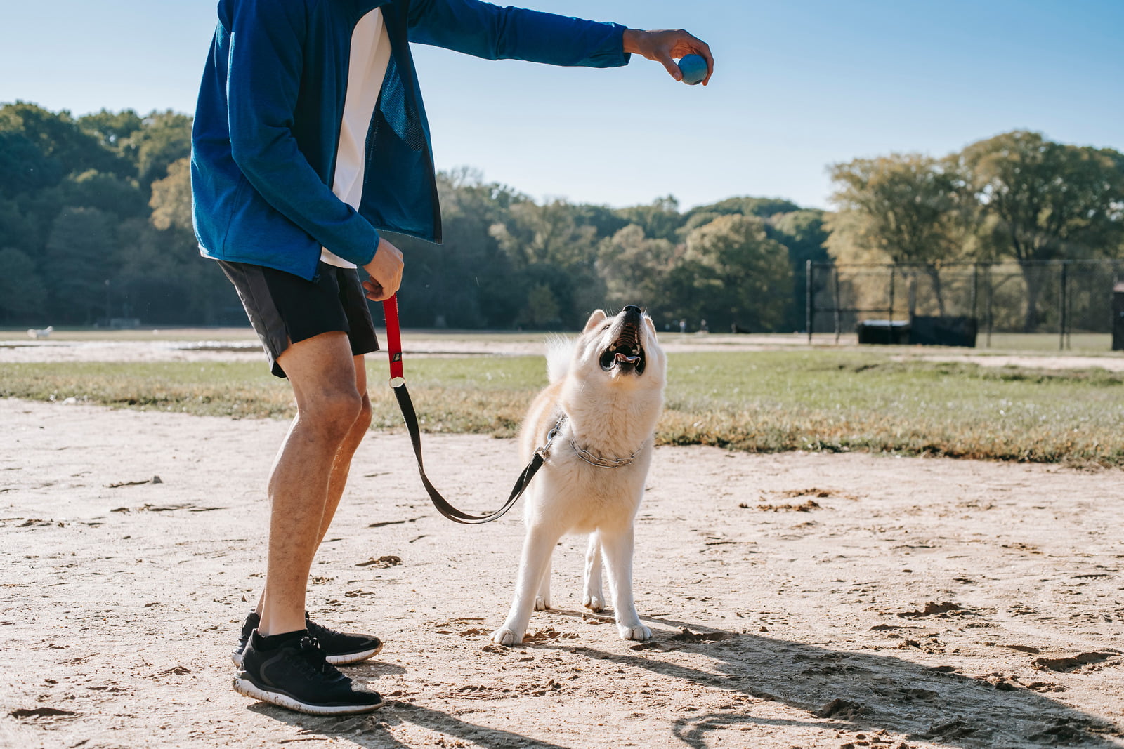 step-by-step guide for pet owners