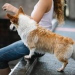 How to Train Dogs Not to Poop in the House Effective methods for training dogs to eliminate outdoors and prevent indoor accidents