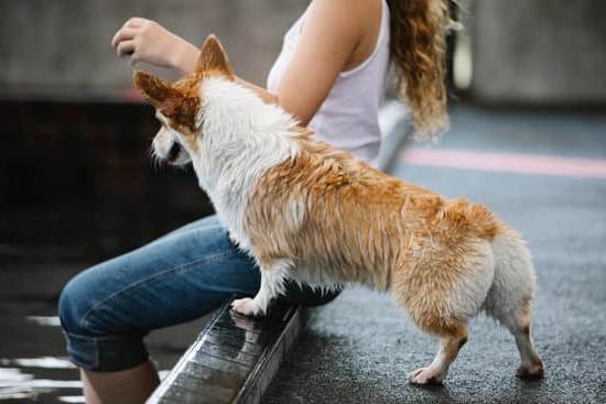 How to Train Dogs Not to Poop in the House 1 Effective methods for training dogs to eliminate outdoors and prevent indoor accidents