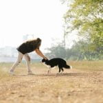 How Do I Learn to Be a Dog Trainer Tips and Resources for Aspiring Trainers
