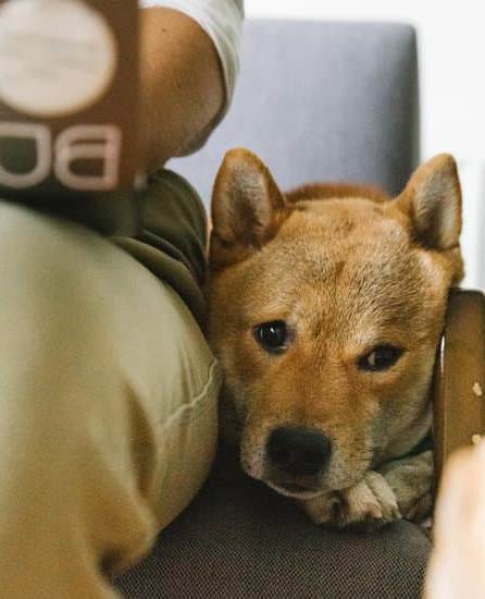 How to Train Your Dog to Come Inside 1 Train your dog to come inside with positive reinforcement and treats