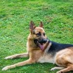 How Old Are Dogs When They Are Potty Trained How old are dogs when they are potty trained - Training timeline for your dog's bathroom habits