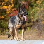 How to Potty Train a 1 Year Old Female Dog Step-by-step guide to potty train a 1 year old female dog using positive reinforcement method