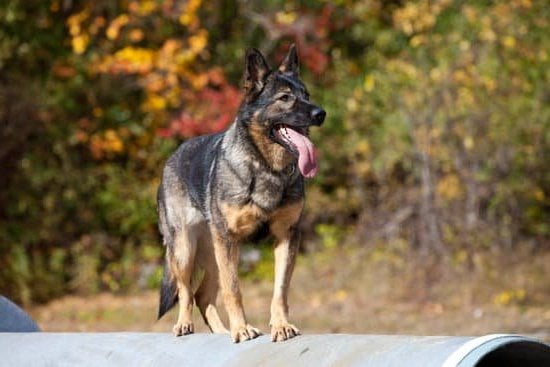 Step-by-step guide on how to train a dog to stop chewing on things effectively