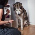 How to Train Dog That Is Not Food Motivated Positive reinforcement and consistency key