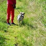 How to Become a Guide Dog Trainer Sa Step-by-Step Guide on How to Become a Guide Dog Trainer SA