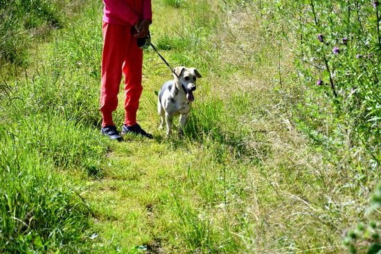 How to Become a Guide Dog Trainer Sa 1 Step-by-Step Guide on How to Become a Guide Dog Trainer SA