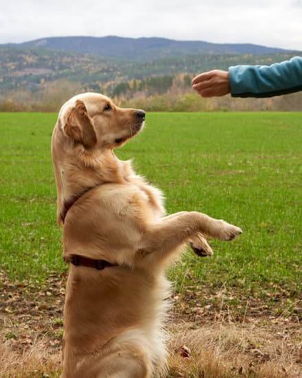 How to Train the Dogs at Home 1 Step-by-step guide on how to train the dogs at home using positive reinforcement techniques