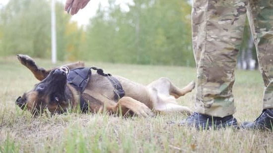 How to Train a Dog Not to Bark Indoors 1 Step-by-step guide for how to train a dog not to bark indoors using positive reinforcement