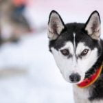 What Are the Best Training Treats for Dogs high-quality, healthy, and tasty options. WHAT ARE THE BEST TRAINING TREATS FOR DOGS