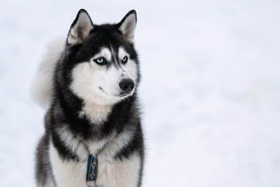 Professional dog training service for 'IS THEIR A SERVICE THAT TRAINS DOGS' from experienced trainers