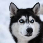 When Should You Start Crate Training a Dog A guide for new pet owners