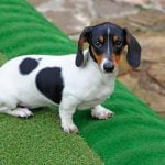 Step-by-Step Guide for Potty Training Success