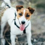 Using positive reinforcement, teach 'How to Train Your Dog from Running Out the Door' with consistent training