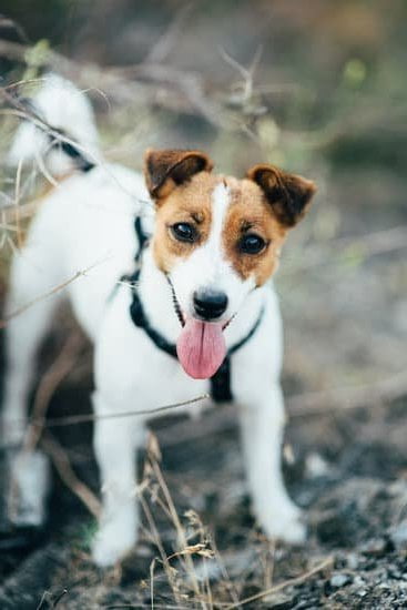 Using positive reinforcement, teach 'How to Train Your Dog from Running Out the Door' with consistent training