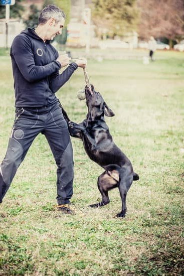 How to train your dog with Joanne Basinger - expert tips for obedient pups